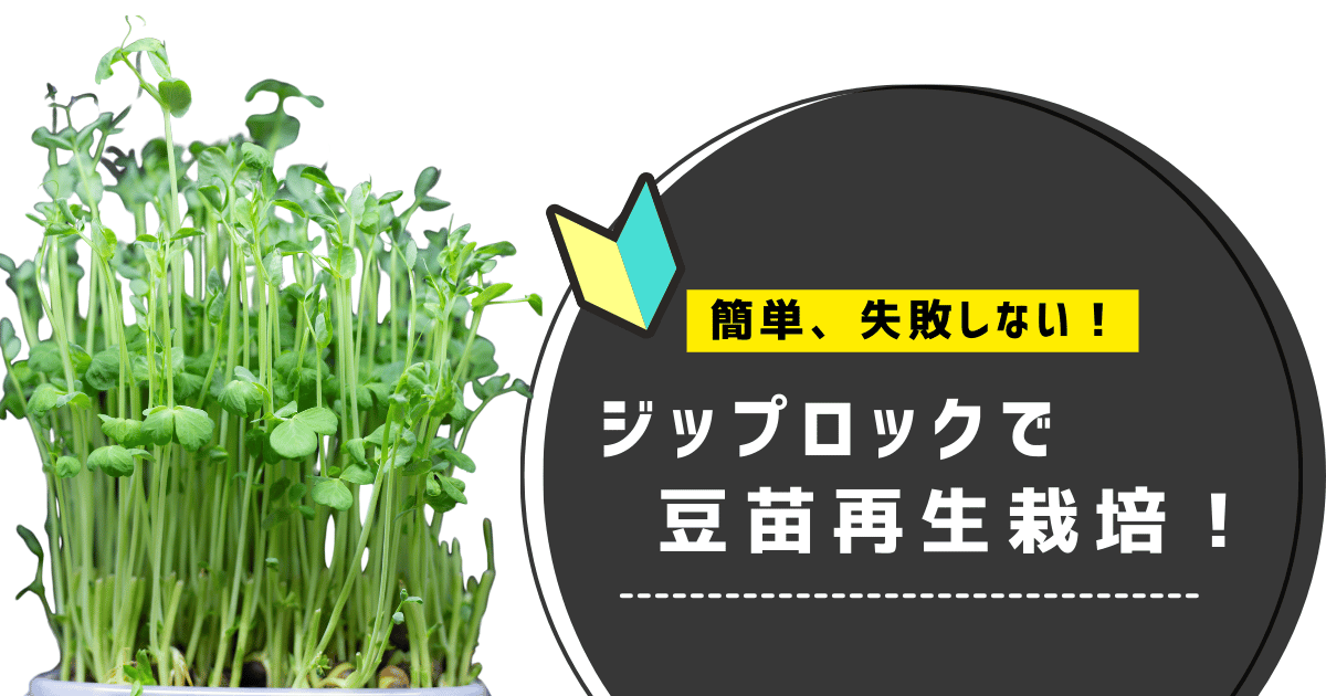 ジップロックで豆苗再生栽培