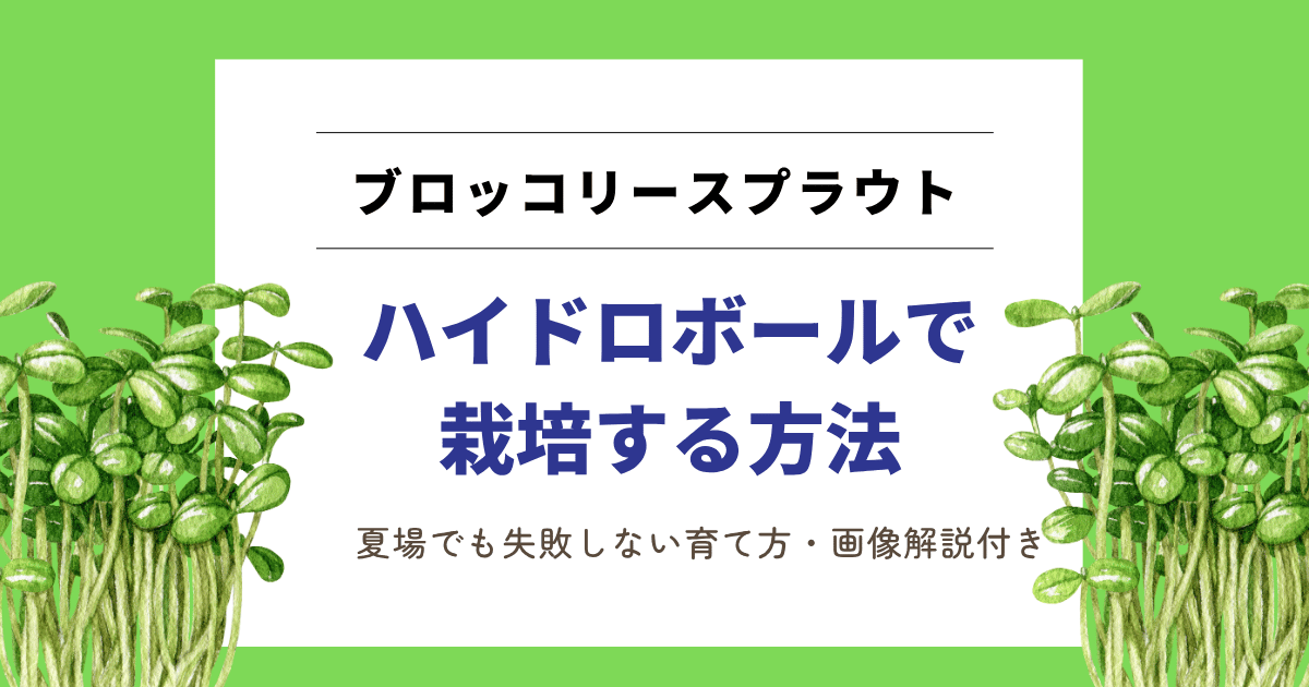 夏場のブロッコリースプラウト栽培はハイドロボールが最強